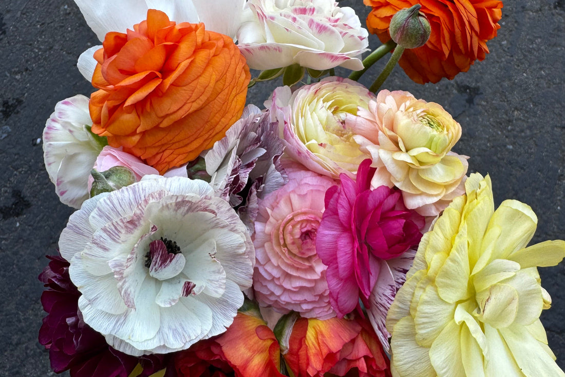 How to grow ranunculus in Seattle