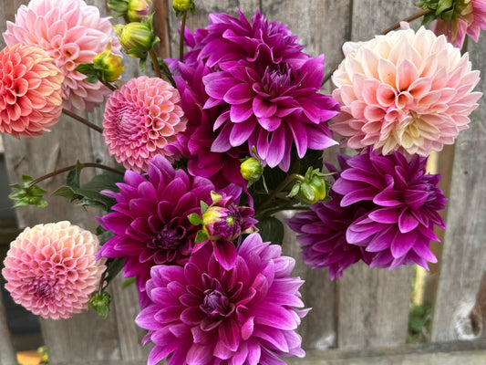 Six Years and Hundreds of Dahlias Taught Me the Same Three Lessons on Repeat