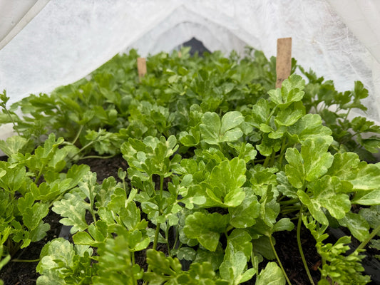 Don’t let Seattle winters scare you away from planting ranunculus (January update)
