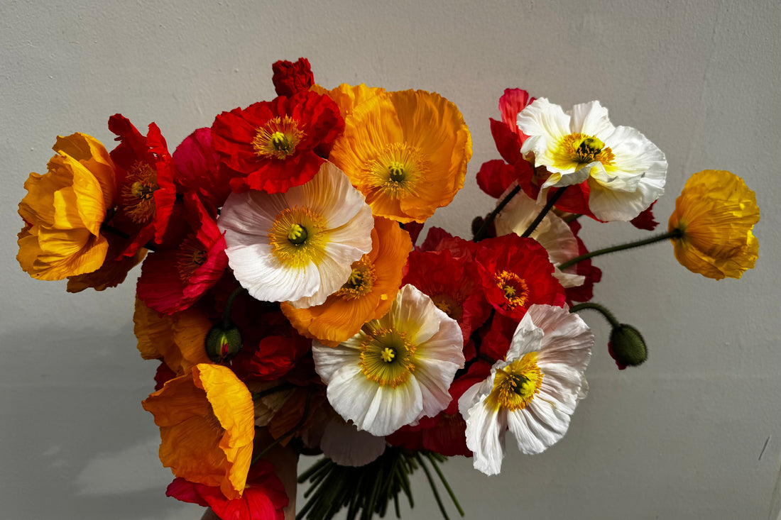 A handful of Icelandic poppies