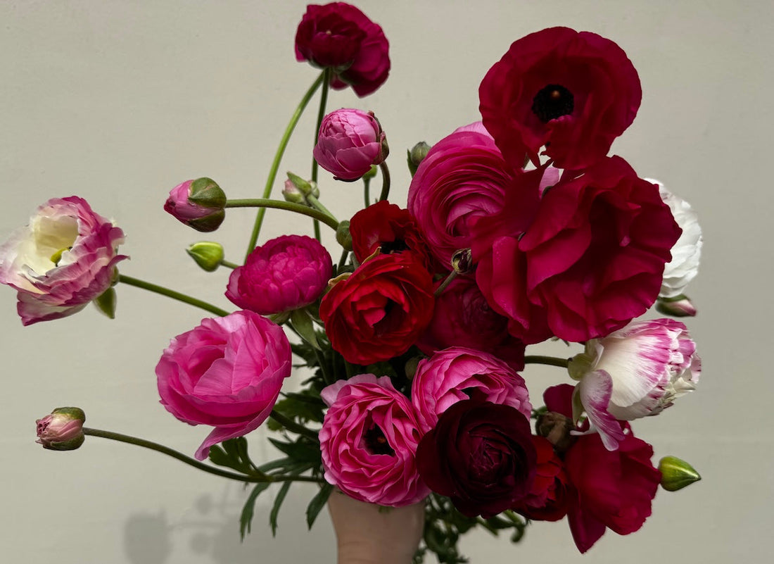 When Do Ranunculus Bloom in Seattle? A Succession Planting Update
