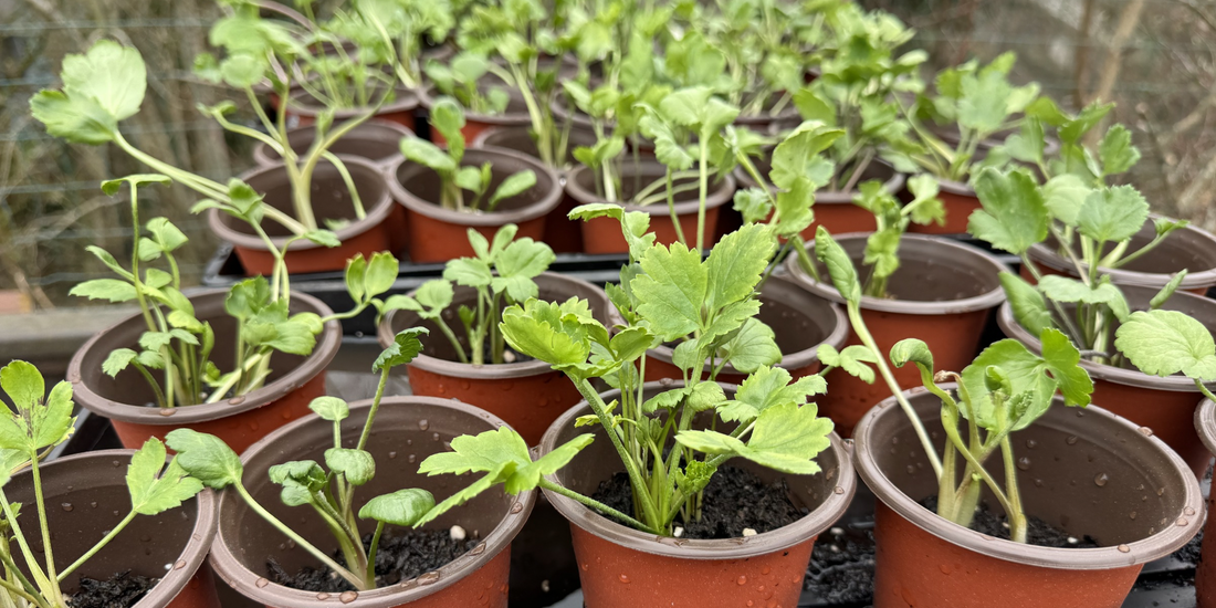 Growing Ranunculus in Seattle (Plus an Unpleasant Visit From a Hungry Rat): February Update