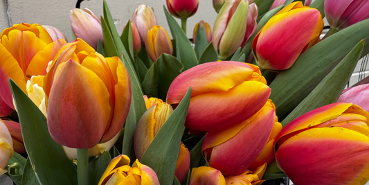 Bright cheery tulips blooms