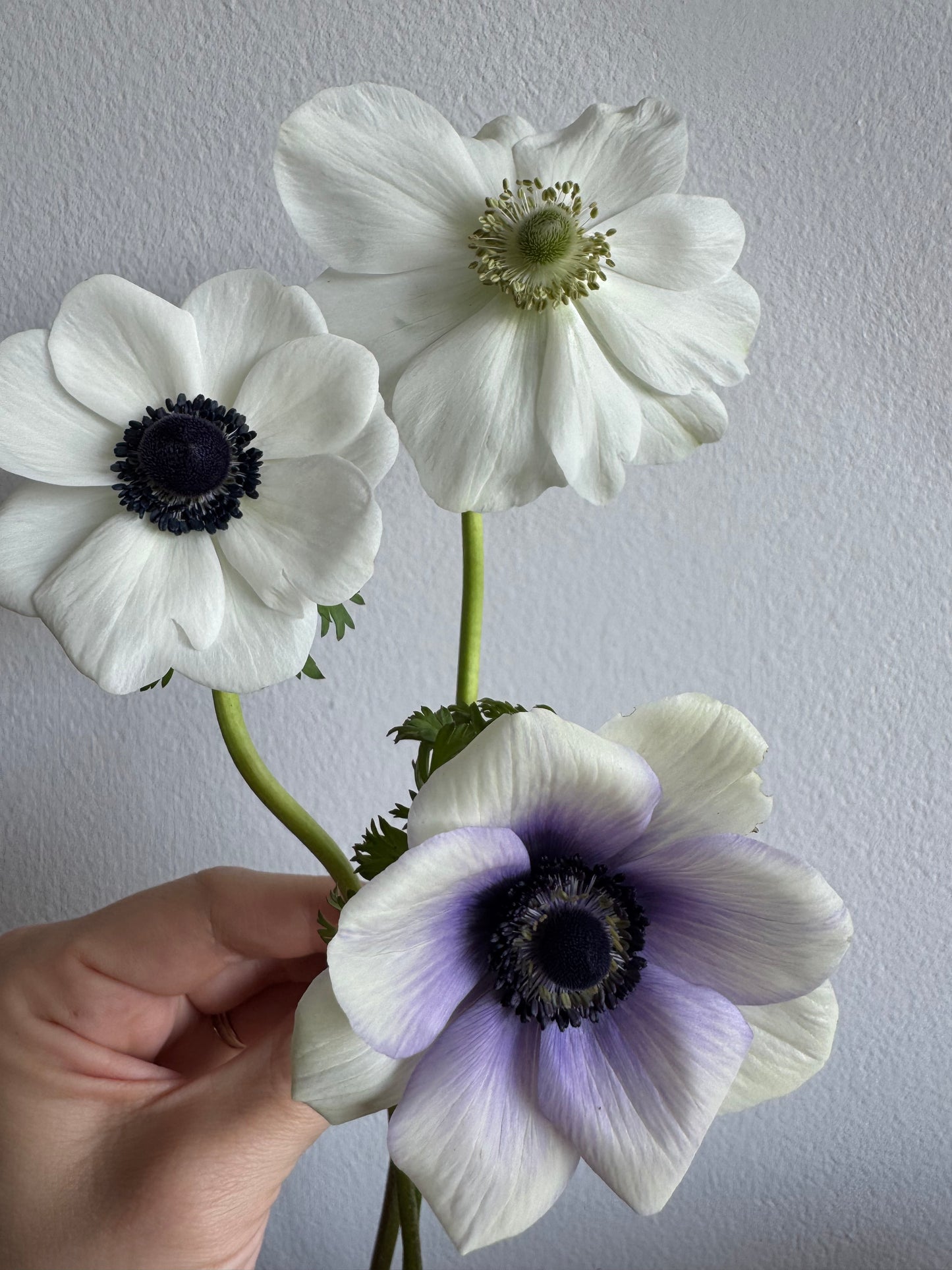 White Anemones (10 corms)