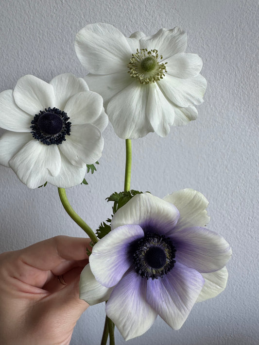 White Anemones (10 corms)