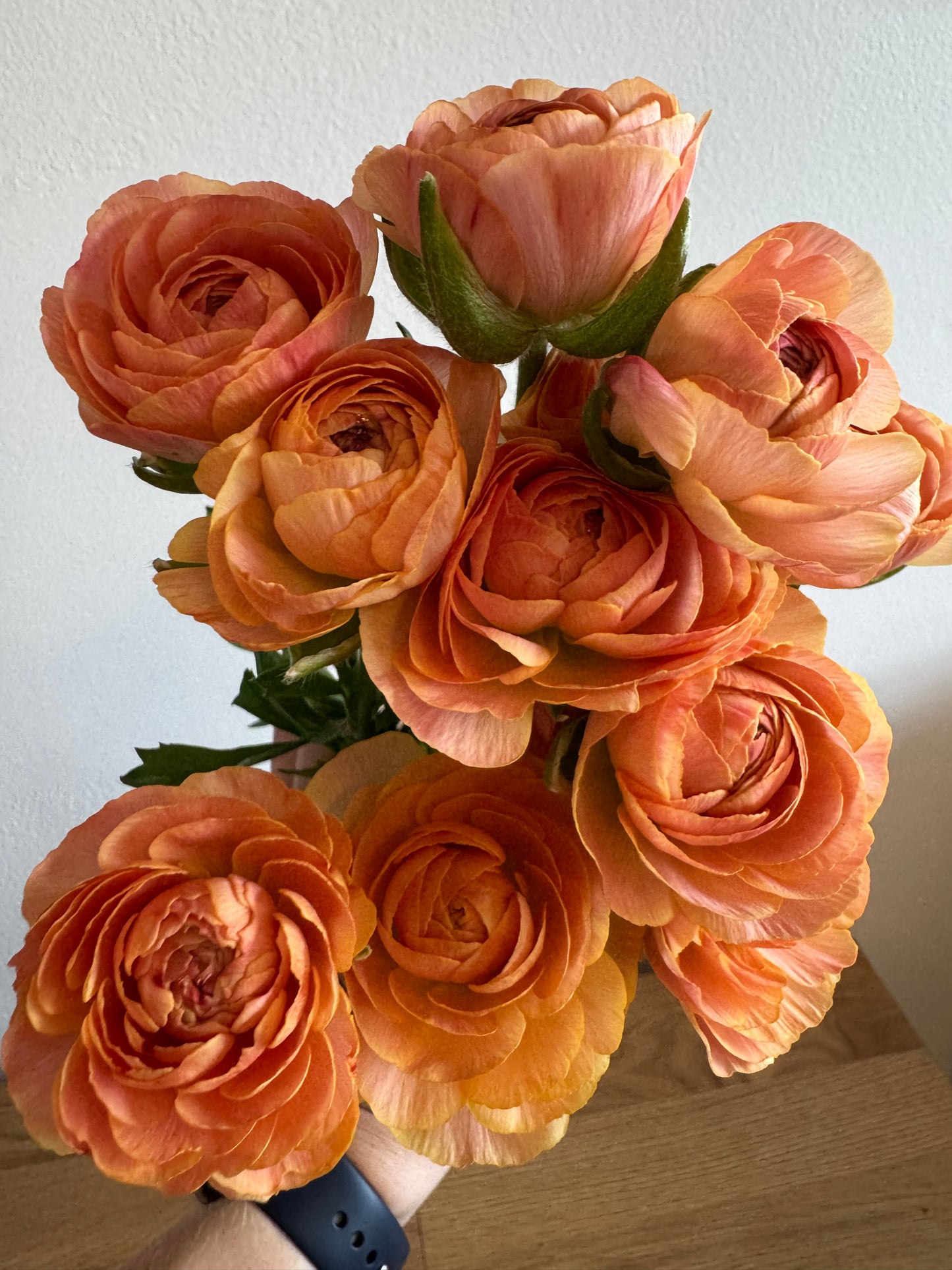 BUNDLE: Romance Ranunculus - Loubeyres, Courchevel, Seine, Salerno and Nohant (25 corms)