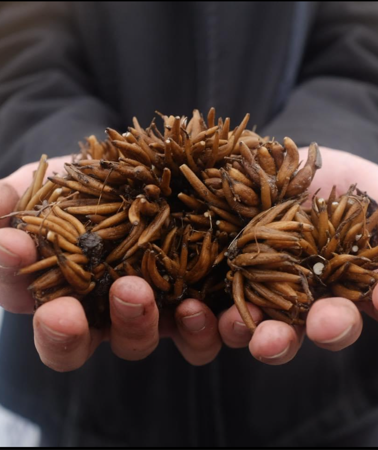 Mixed bundle of ranunculus (25 corms)