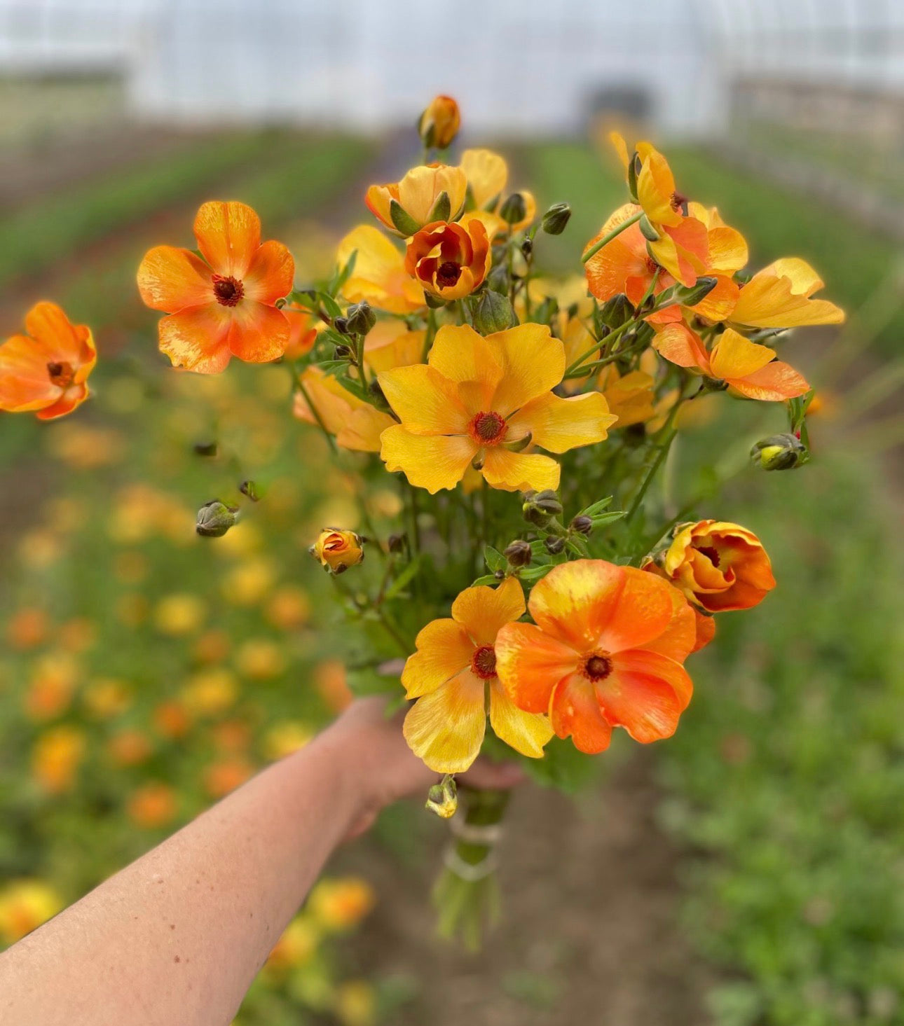 Butterfly Ranunculus - Charis (5 corms)