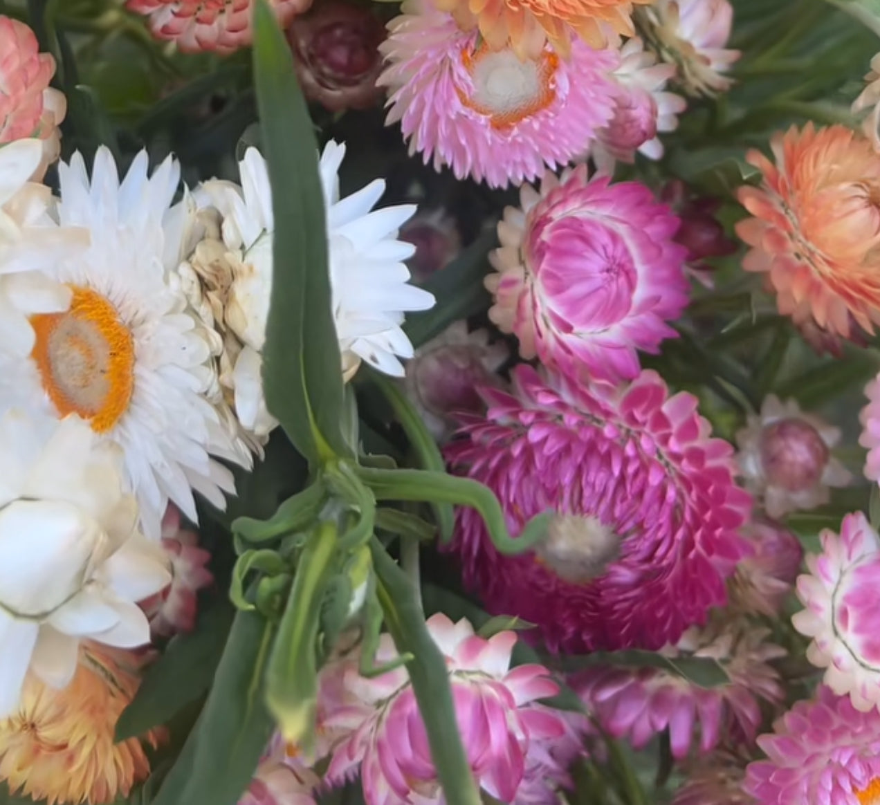 Strawflower seedlings - raspberry rose (6)