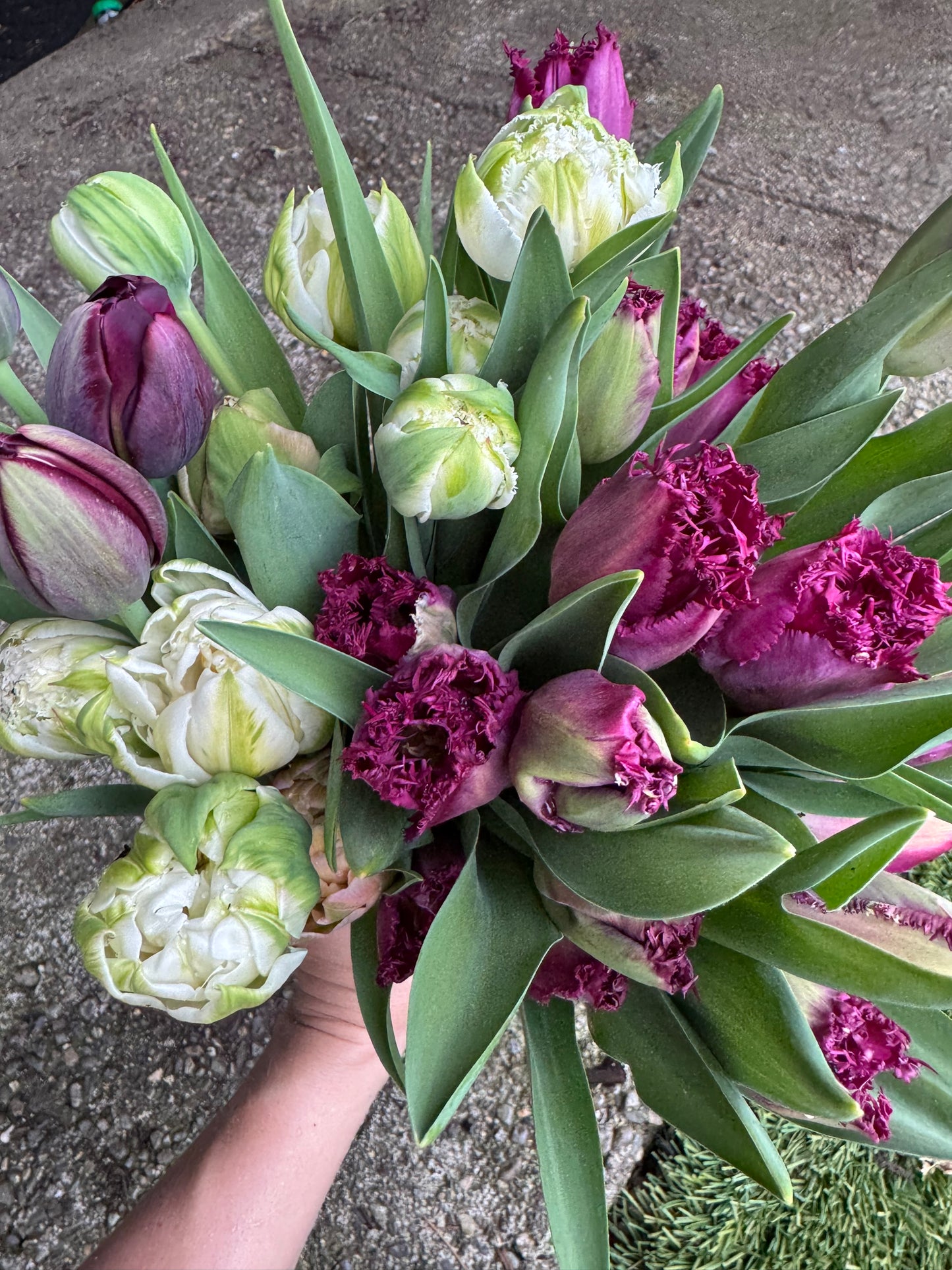 BLACK FRIDAY BUNDLE: Tulip mix (25 bulbs)