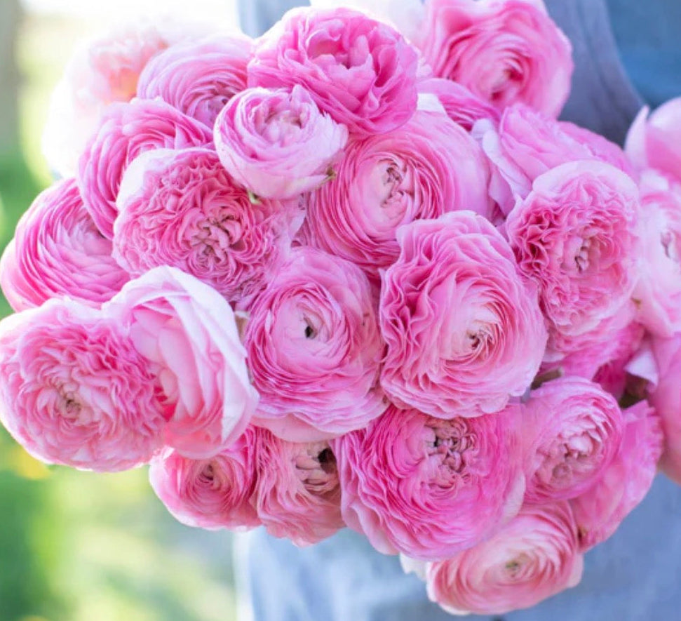 Ranunculus Amandine Barby (10 corms)