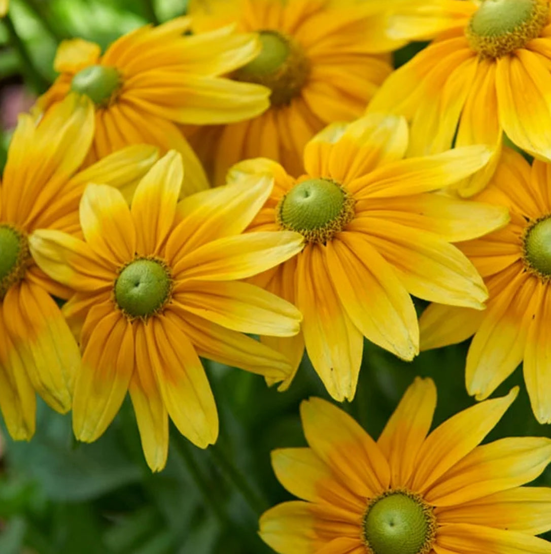 Rudbeckia - Prairie Sun (6)
