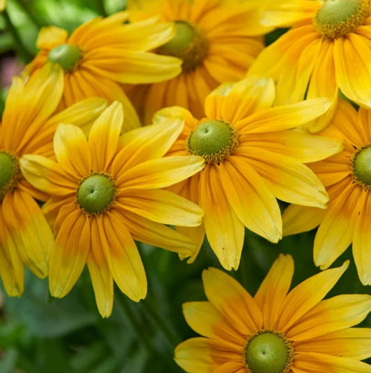 Rudbeckia - Prairie Sun (6)