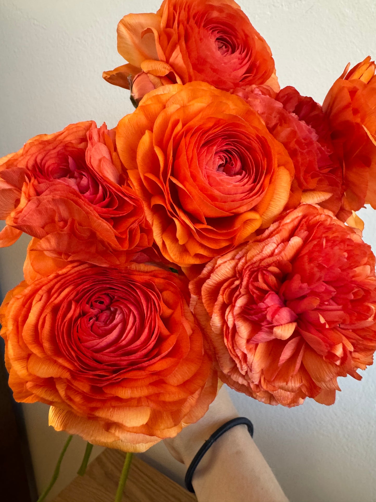 Ranunculus - Romance Paradou (5 corms)