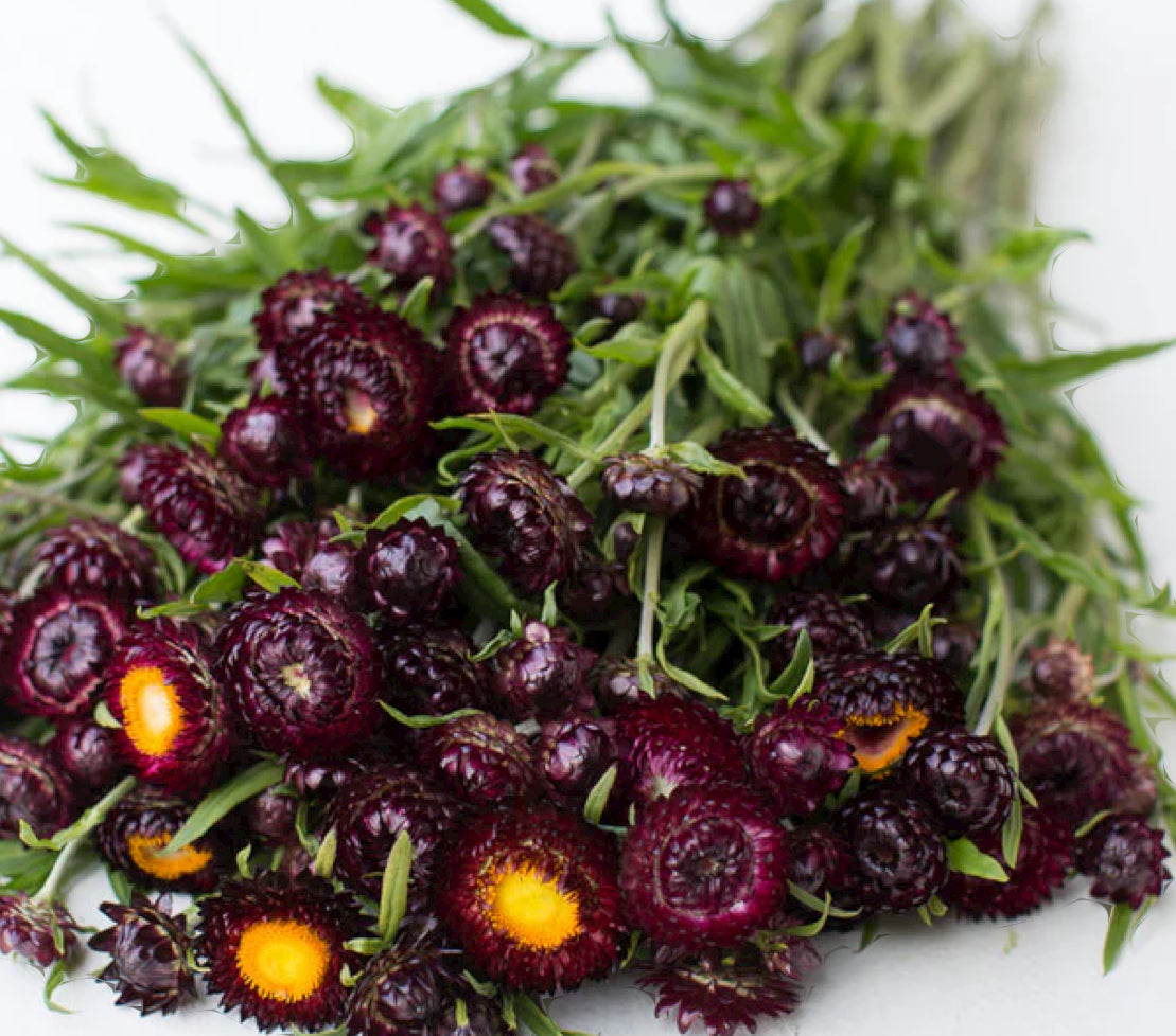 Strawflower seedlings -  purple red (6)