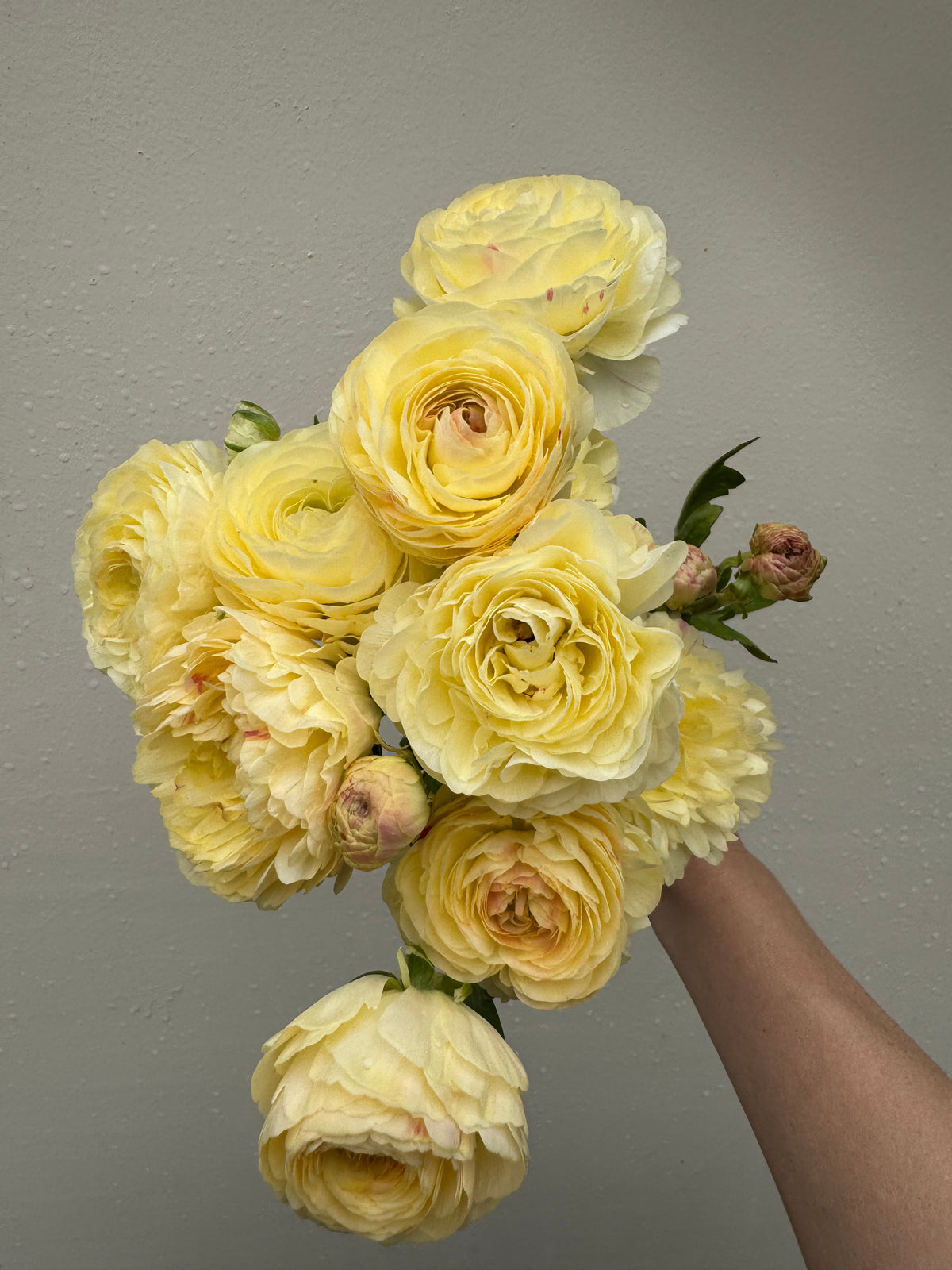 Romance Hydra Ranunculus (5 corms)
