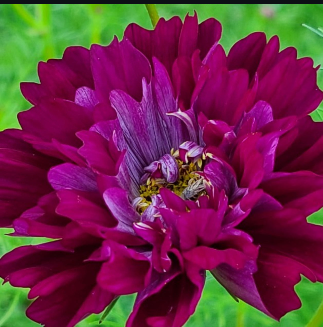 Cosmos - double click cranberries (6 seedlings)