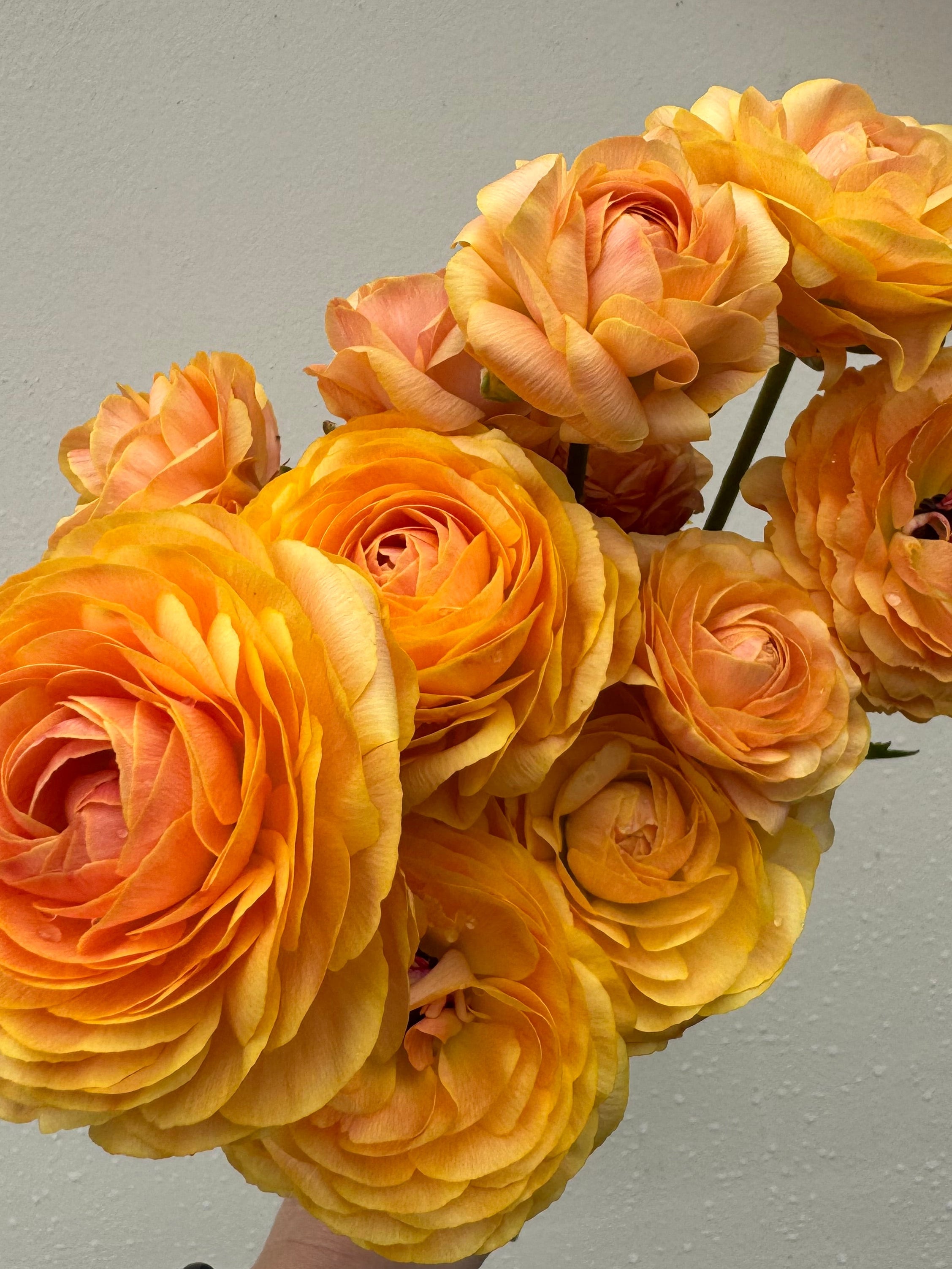 Romance Ranunculus Salerno