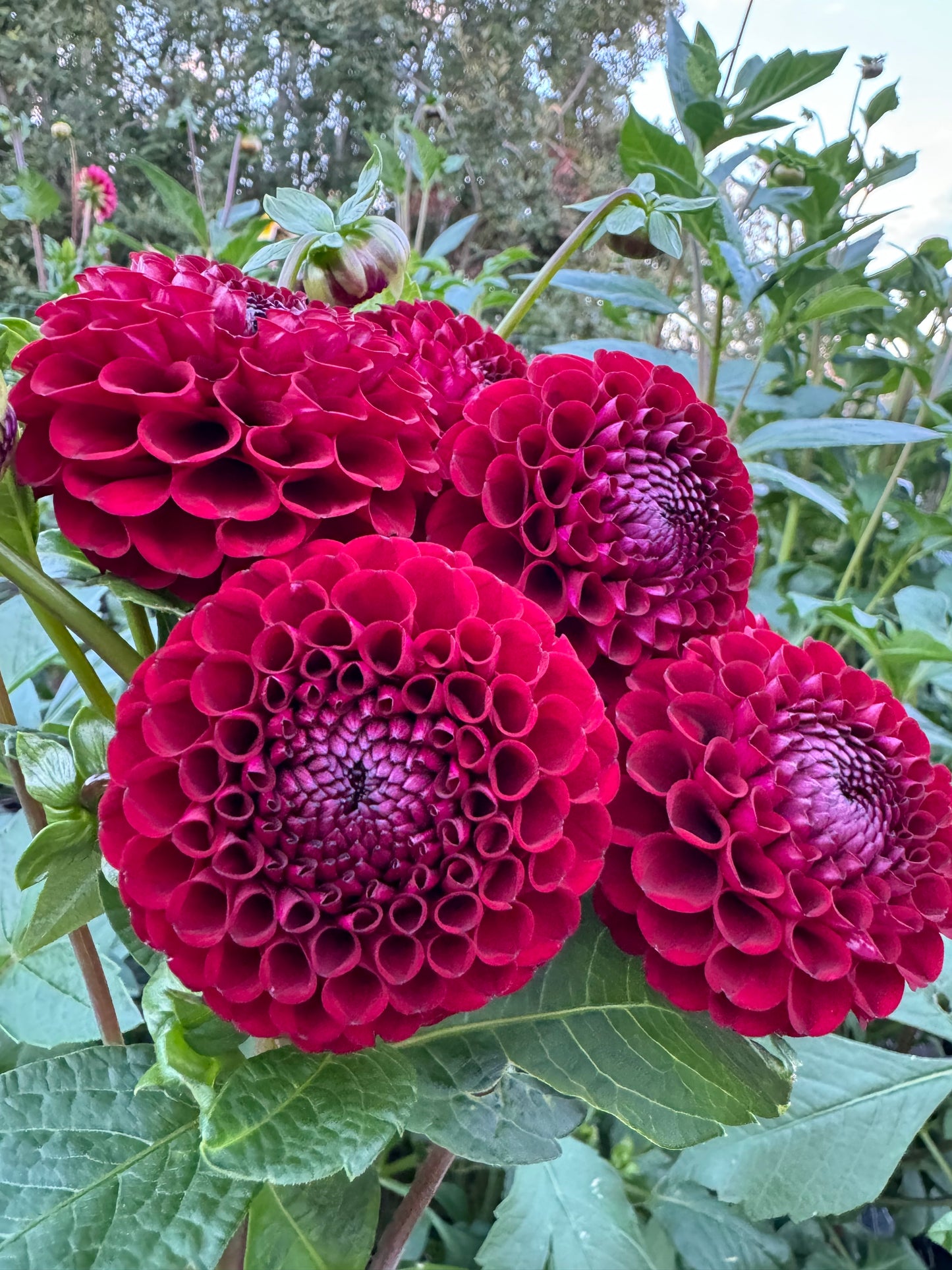 Hollyhill Black Cherry