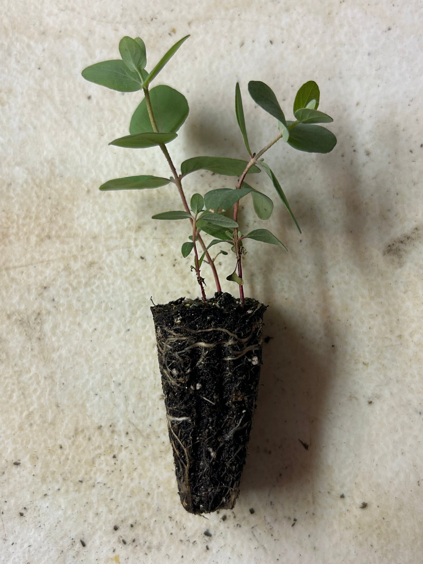 silver dollar eucalyptus potted plant Eucalyptus silver dollar seedlings (6) – West Seattle Flower Farm