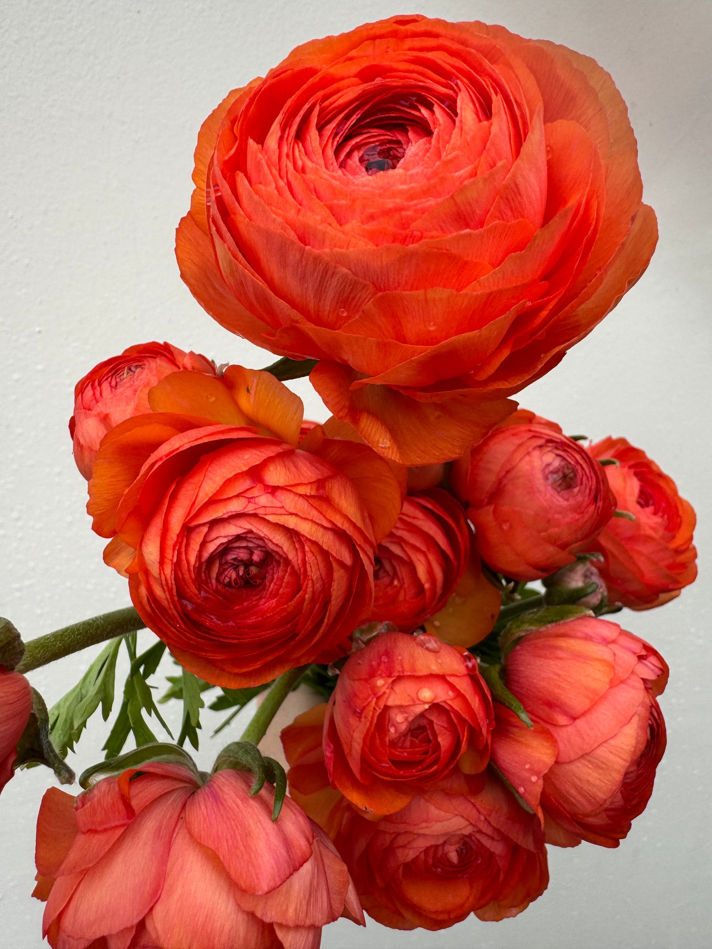 Ranunculus - Romance Paradou (5 corms)