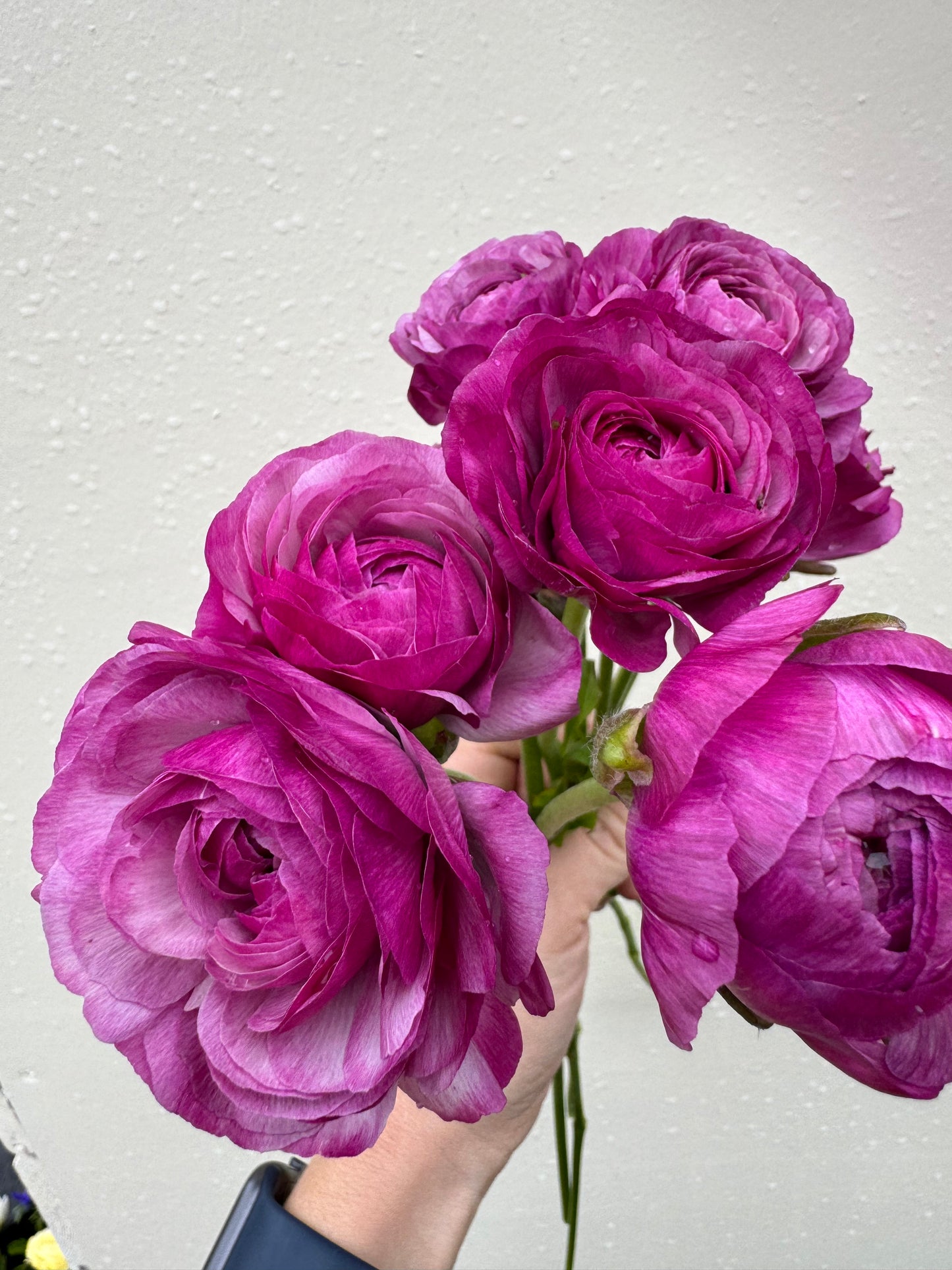 BUNDLE: Romance Ranunculus - Loubeyres, Courchevel, Seine, Salerno and Nohant (25 corms)