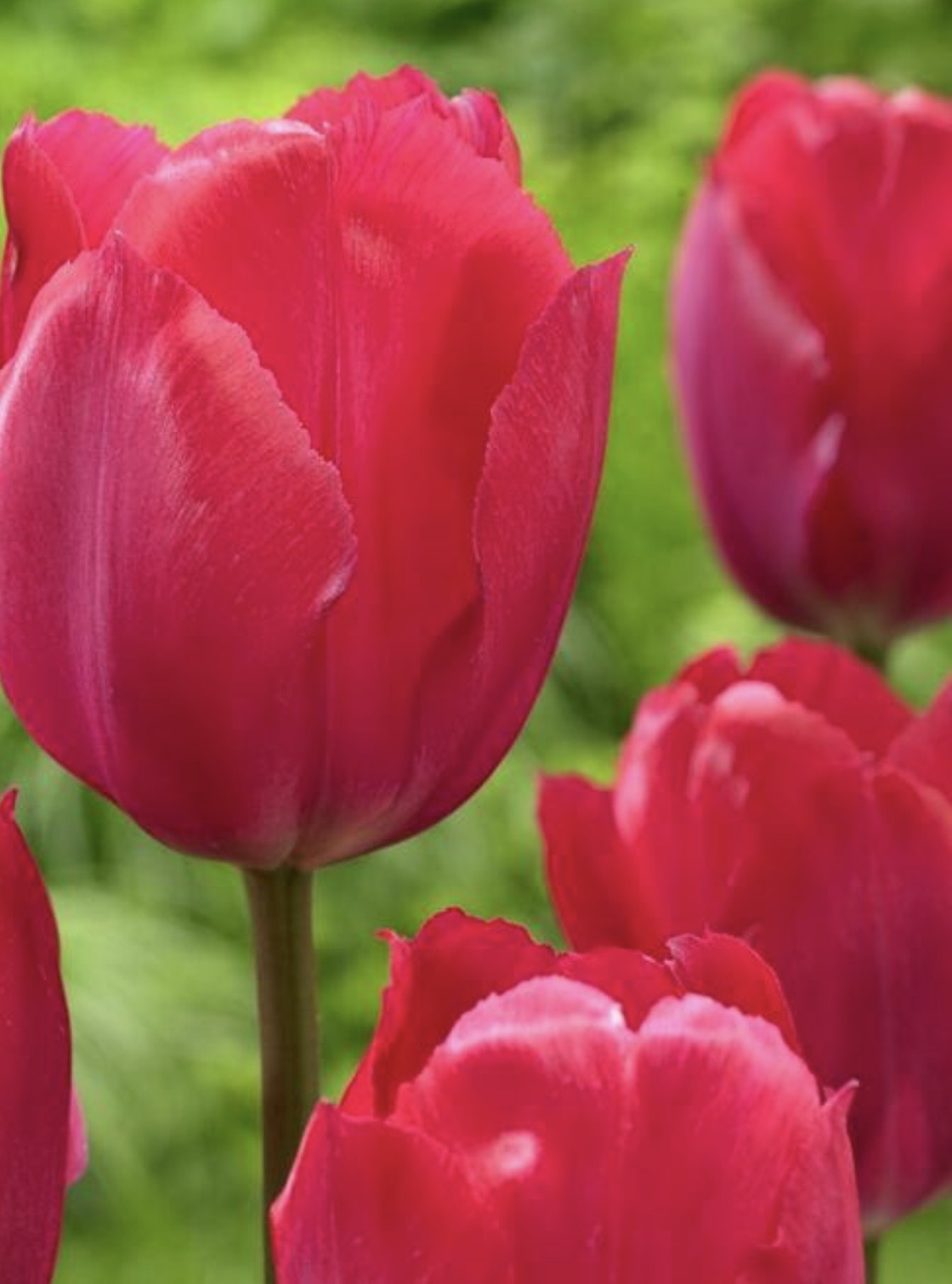 Darwin Hybrid bundle: Salmon Impression, Lady Van Eijk and World Peace (30 bulbs)