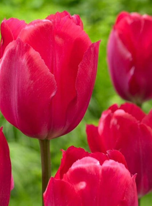 Lady Van Eijk Tulips (10 bulbs)