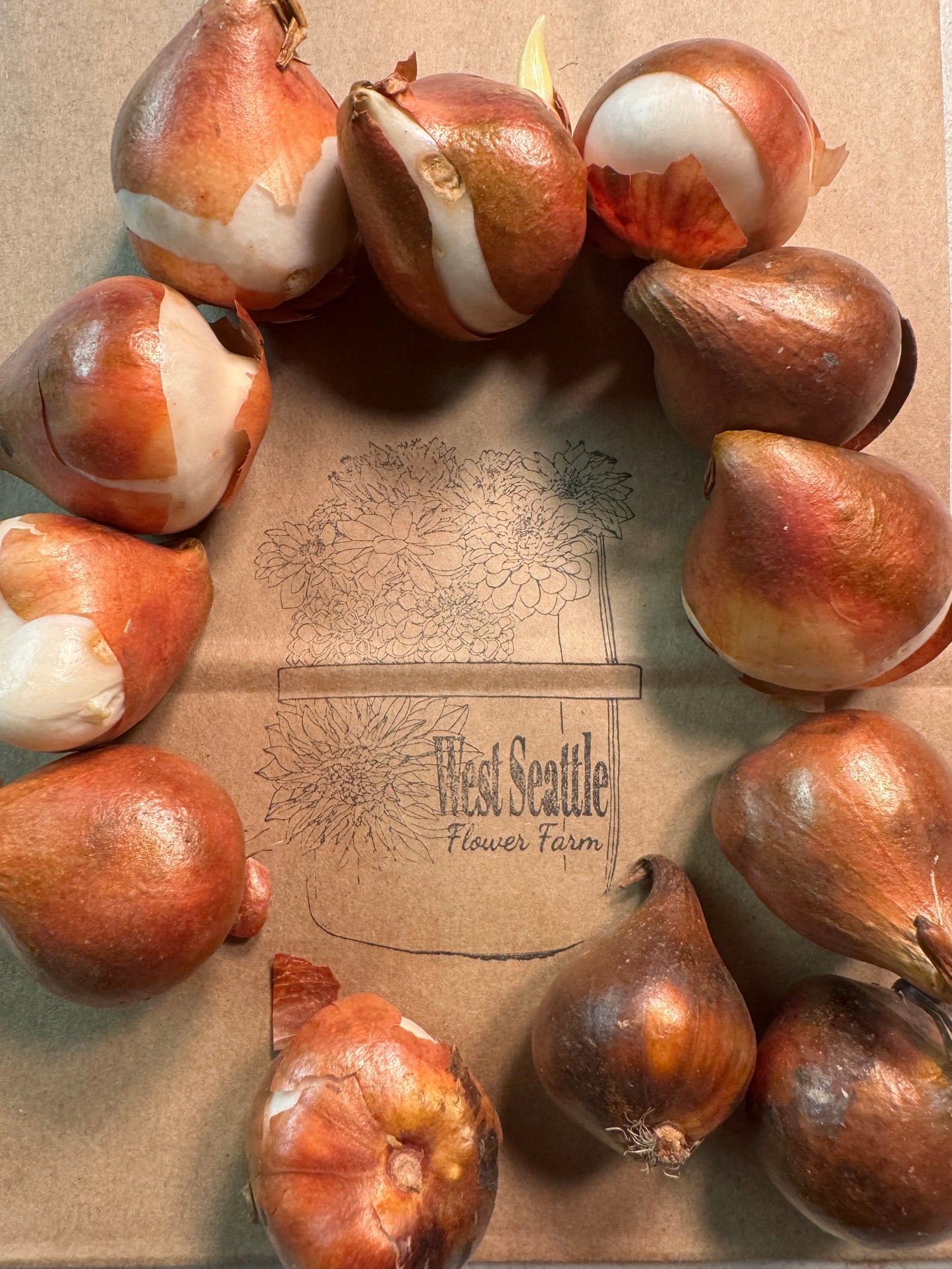 BLACK FRIDAY BUNDLE: Tulip mix (25 bulbs)