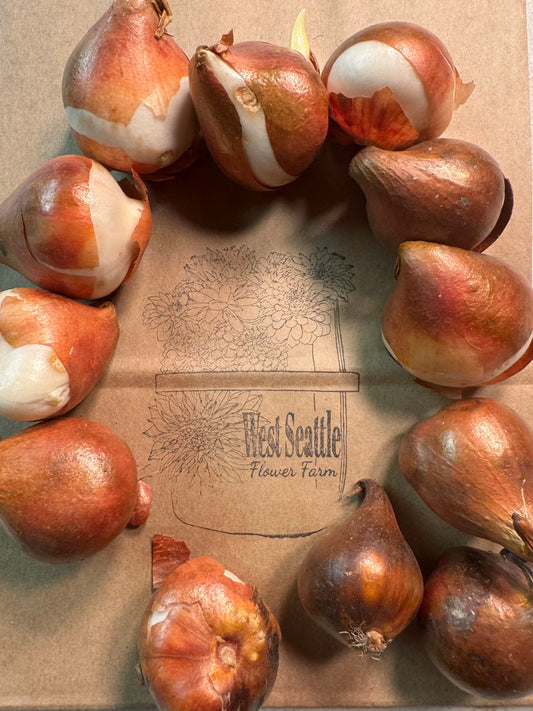 BLACK FRIDAY BUNDLE: Tulip mix (25 bulbs)