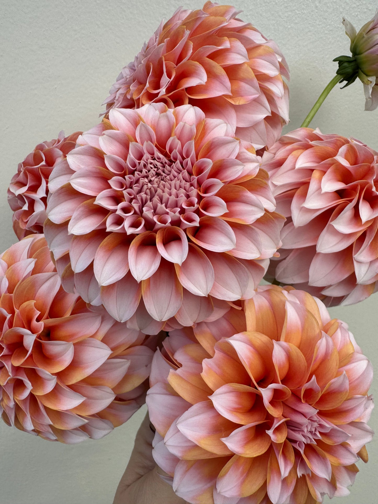 Peaches N Cream