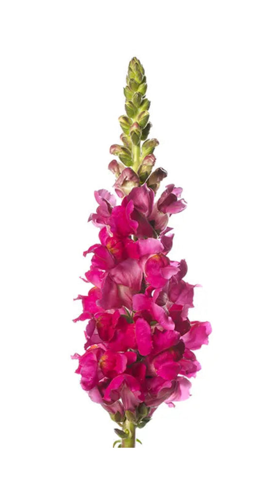 Snapdragon seedlings - purple (6)