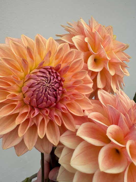 Bloomquist Alan Dahlia Cutting