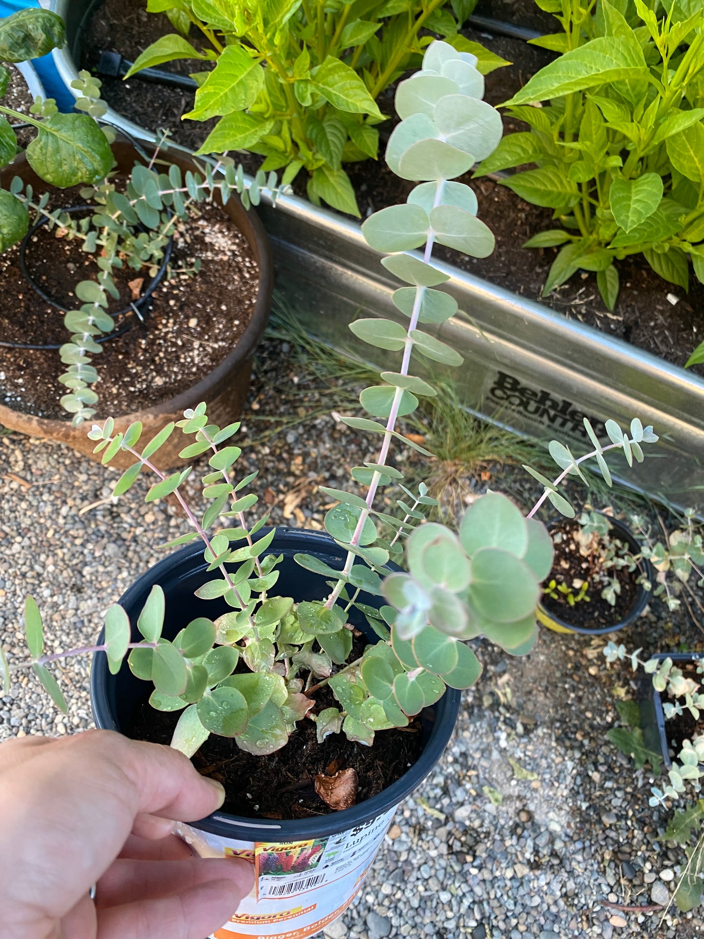 Eucalyptus silver dollar seedlings (6)