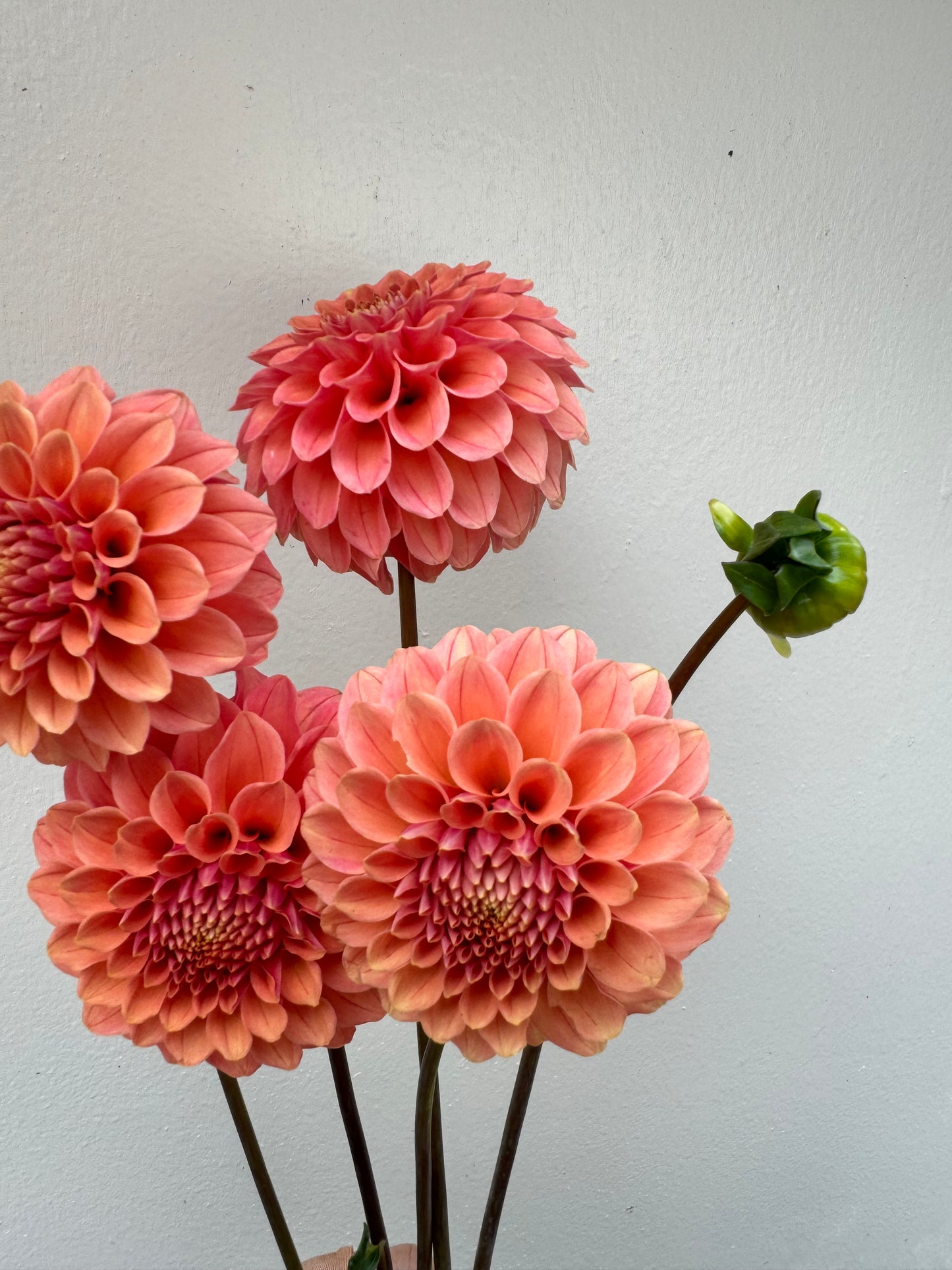 Rose Toscano