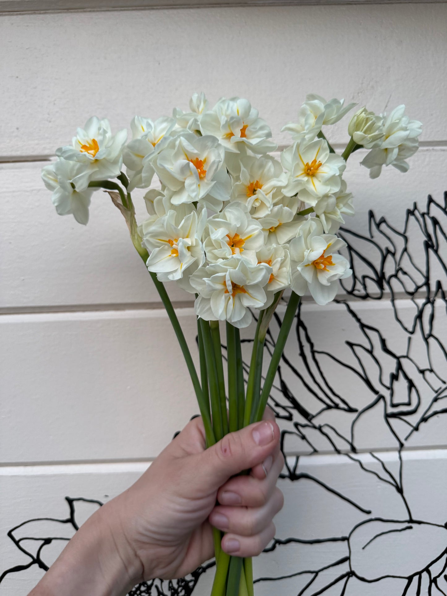 Daffodil - Sir Winston Churchill (10 bulbs)
