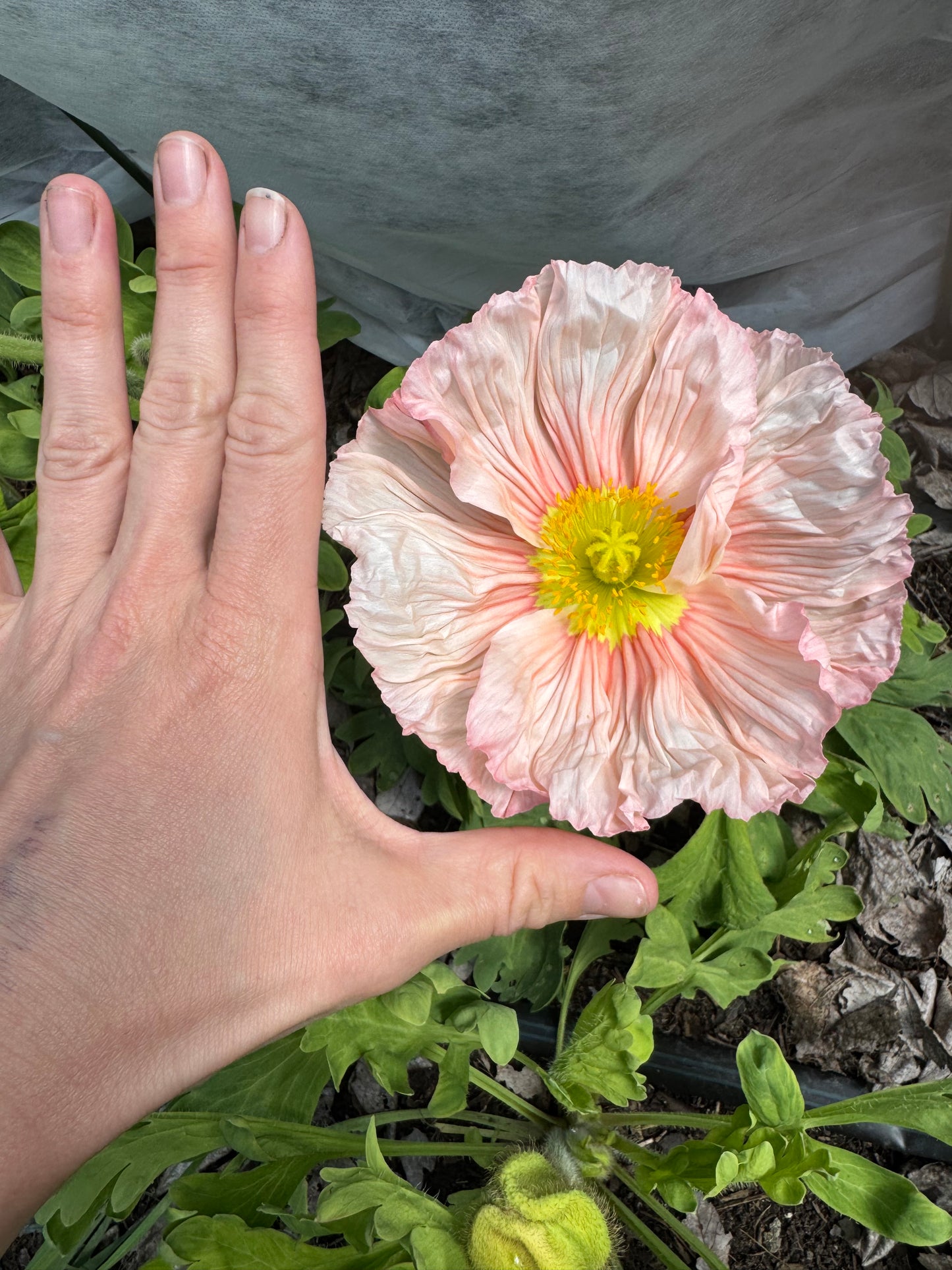 Hummingbird poppy seedlings (6 - mixed colors)