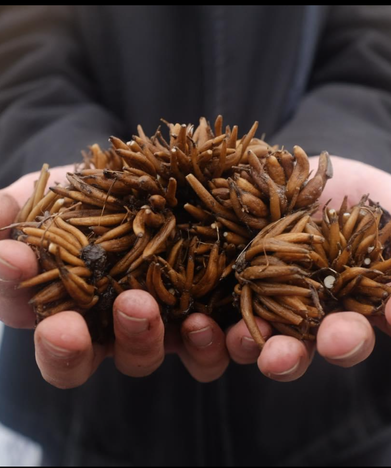 Ranunculus - Romance Salerno (5 corms)