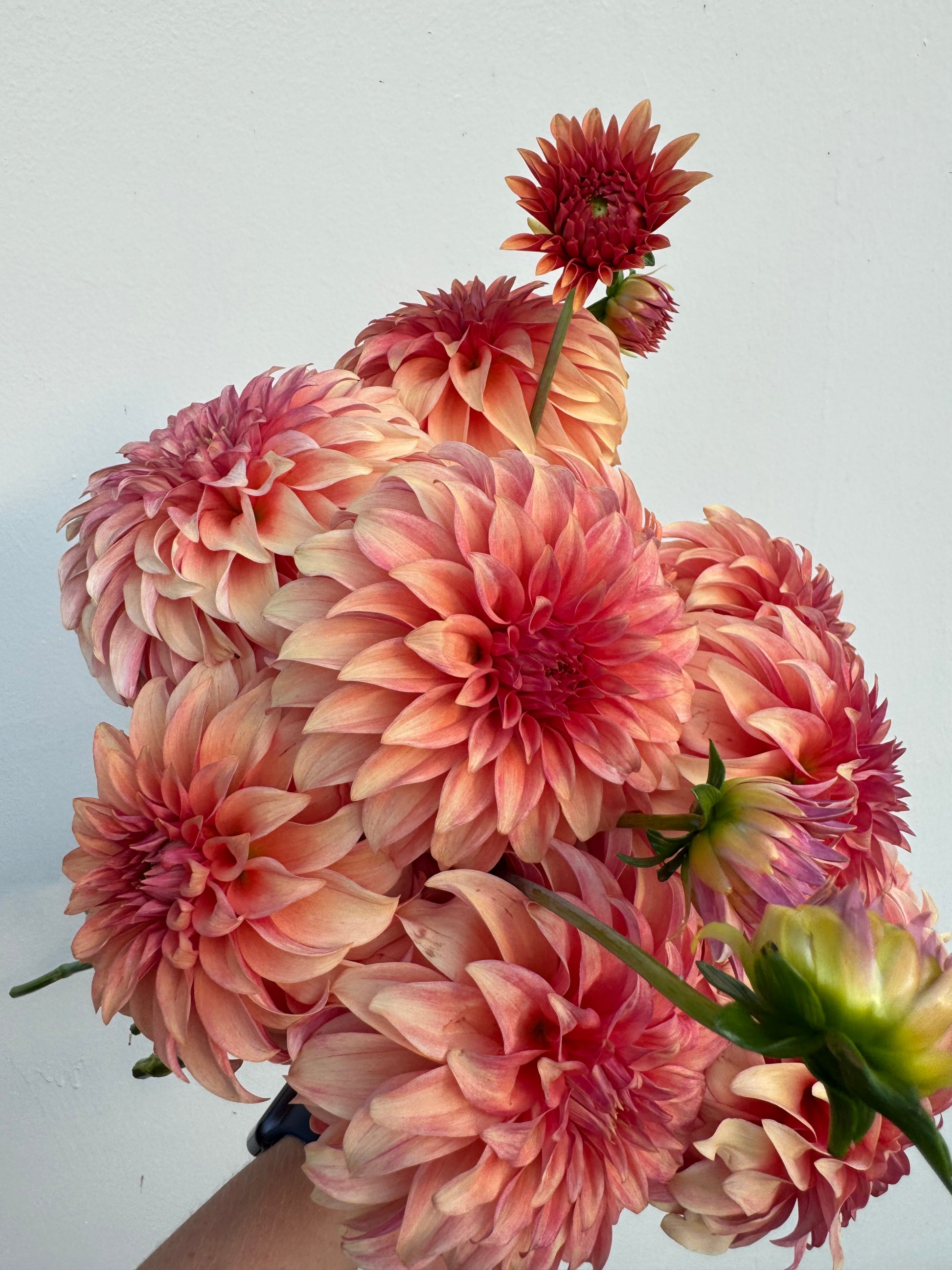 A handful of Bloomquist Pleasing dahlias.