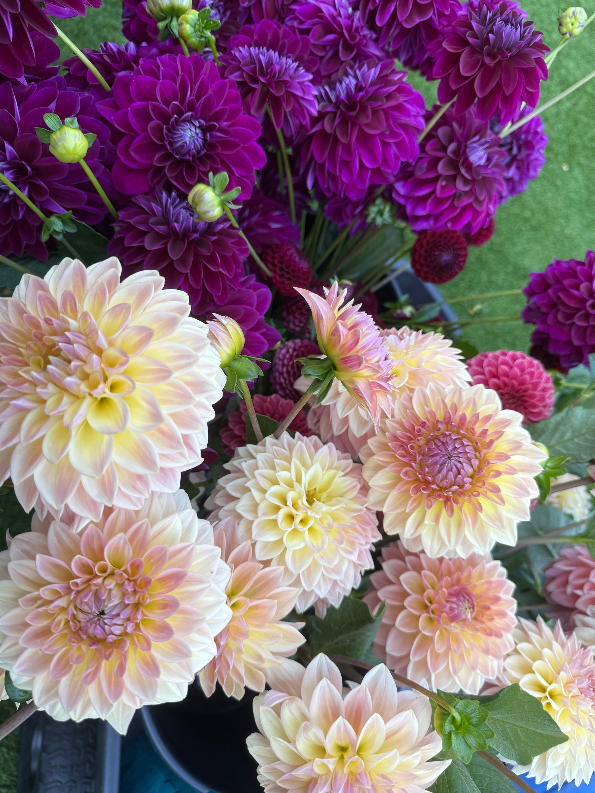 Several Bloomquist Alan dahlias next to a bucket of purple dahlias.