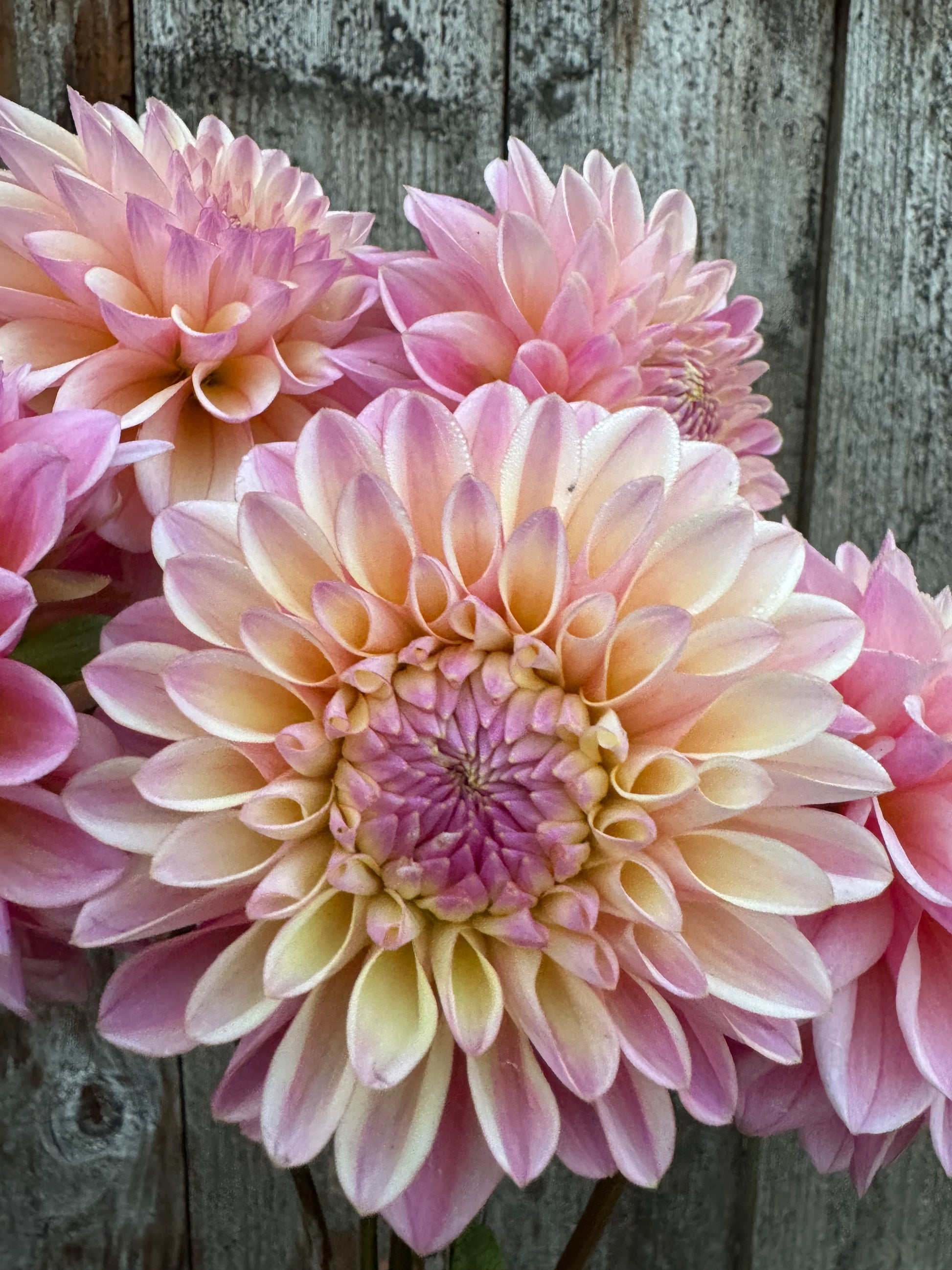 Close-up of pink and beige Coralie dahlia flowers on a wooden surface.