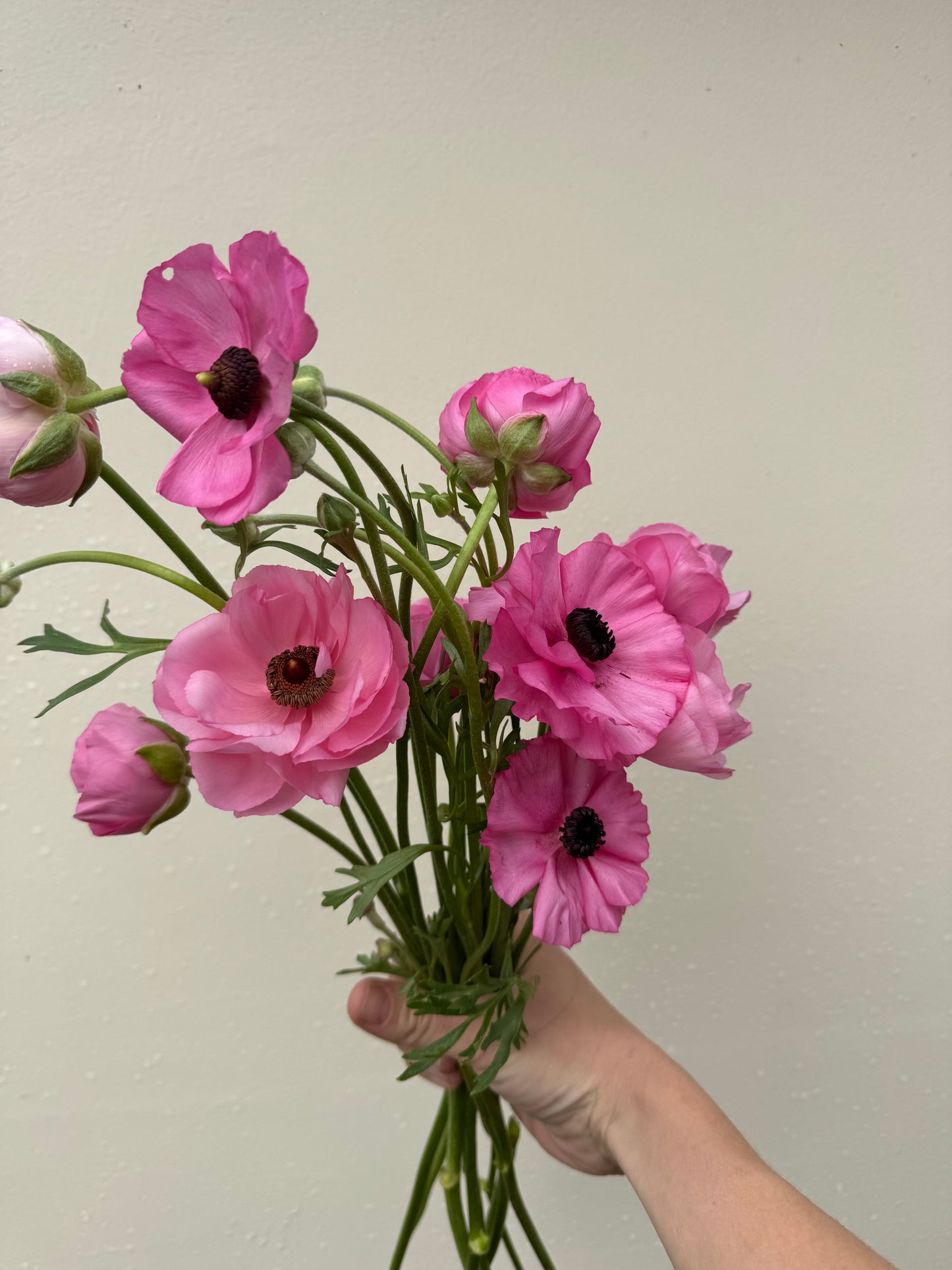 Ranunculus pink mix (10 corms)