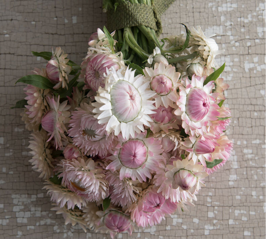 Strawflower seedlings -  silvery rose (6)