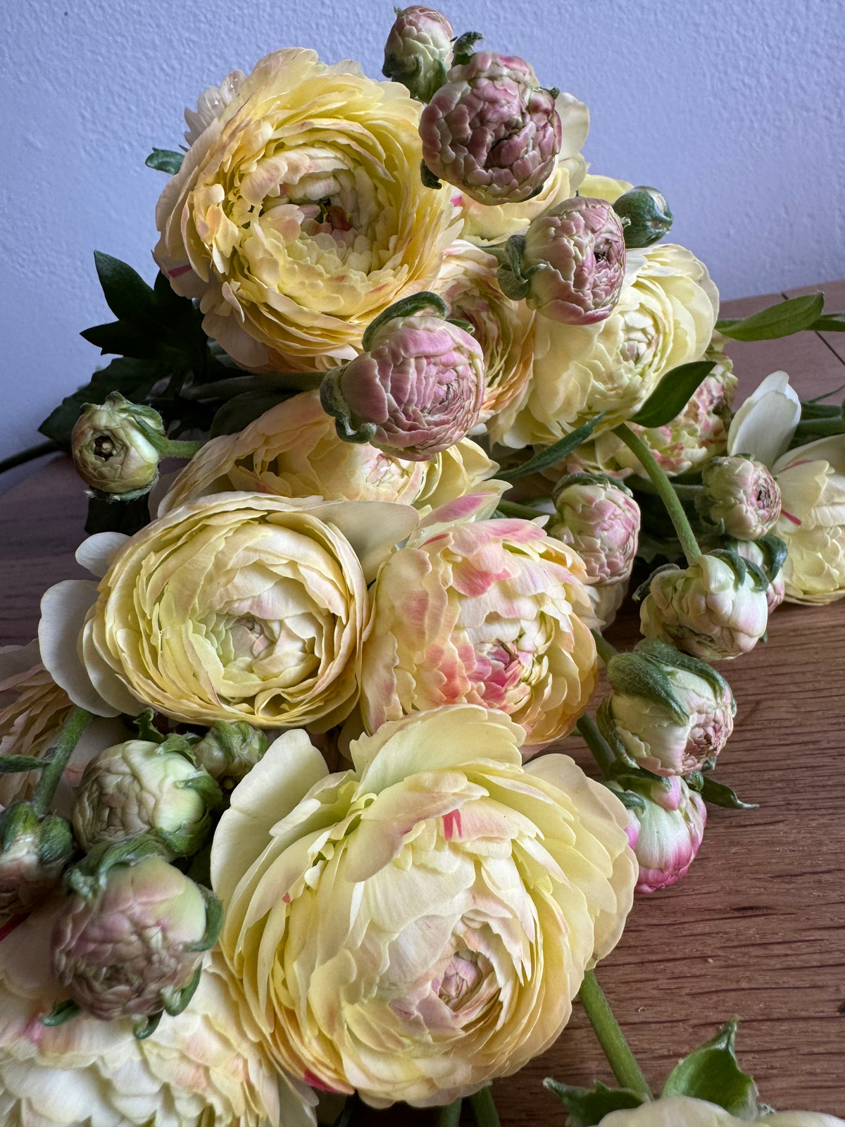 Romance Hydra Ranunculus (5 corms)
