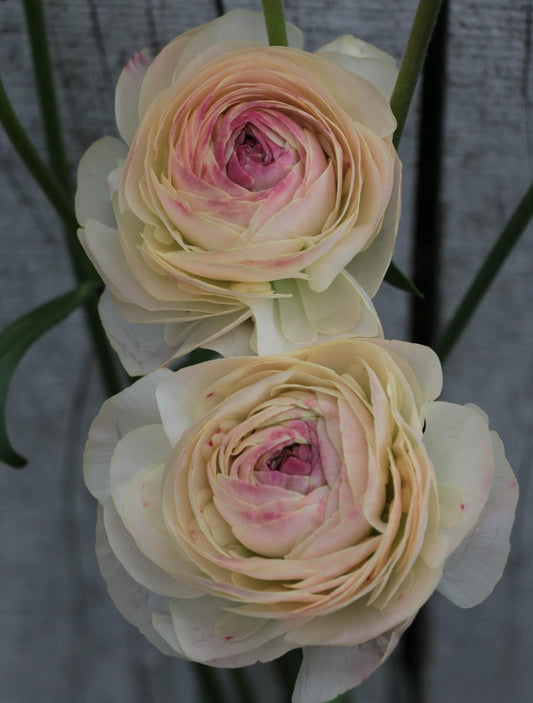 Ranunculus - Romance Hydra (5 corms)
