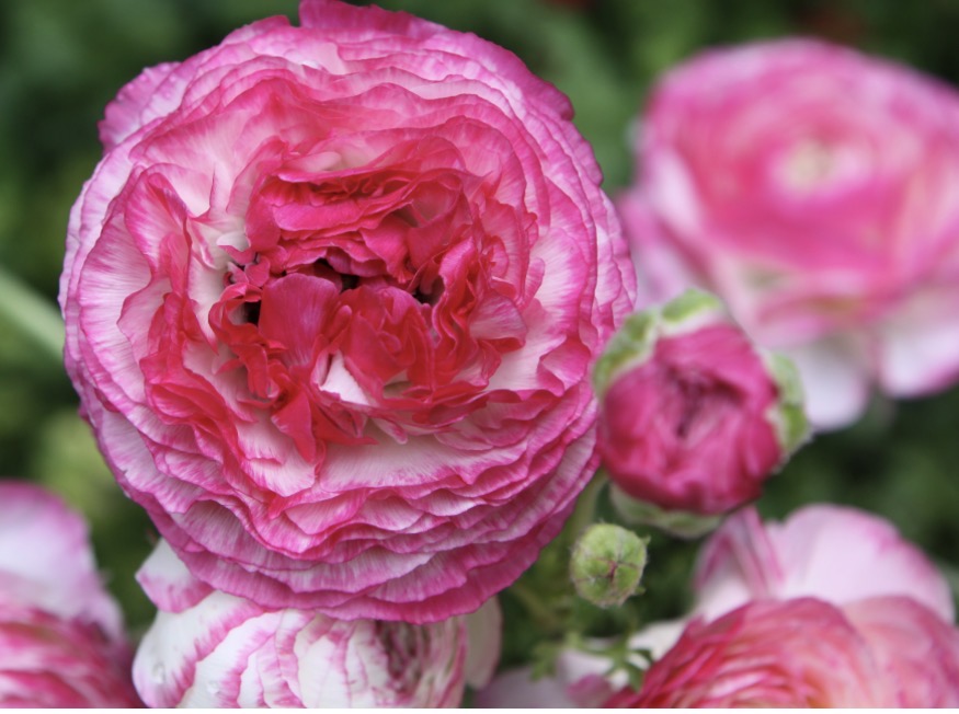 Ranunculus pink mix (10 corms)