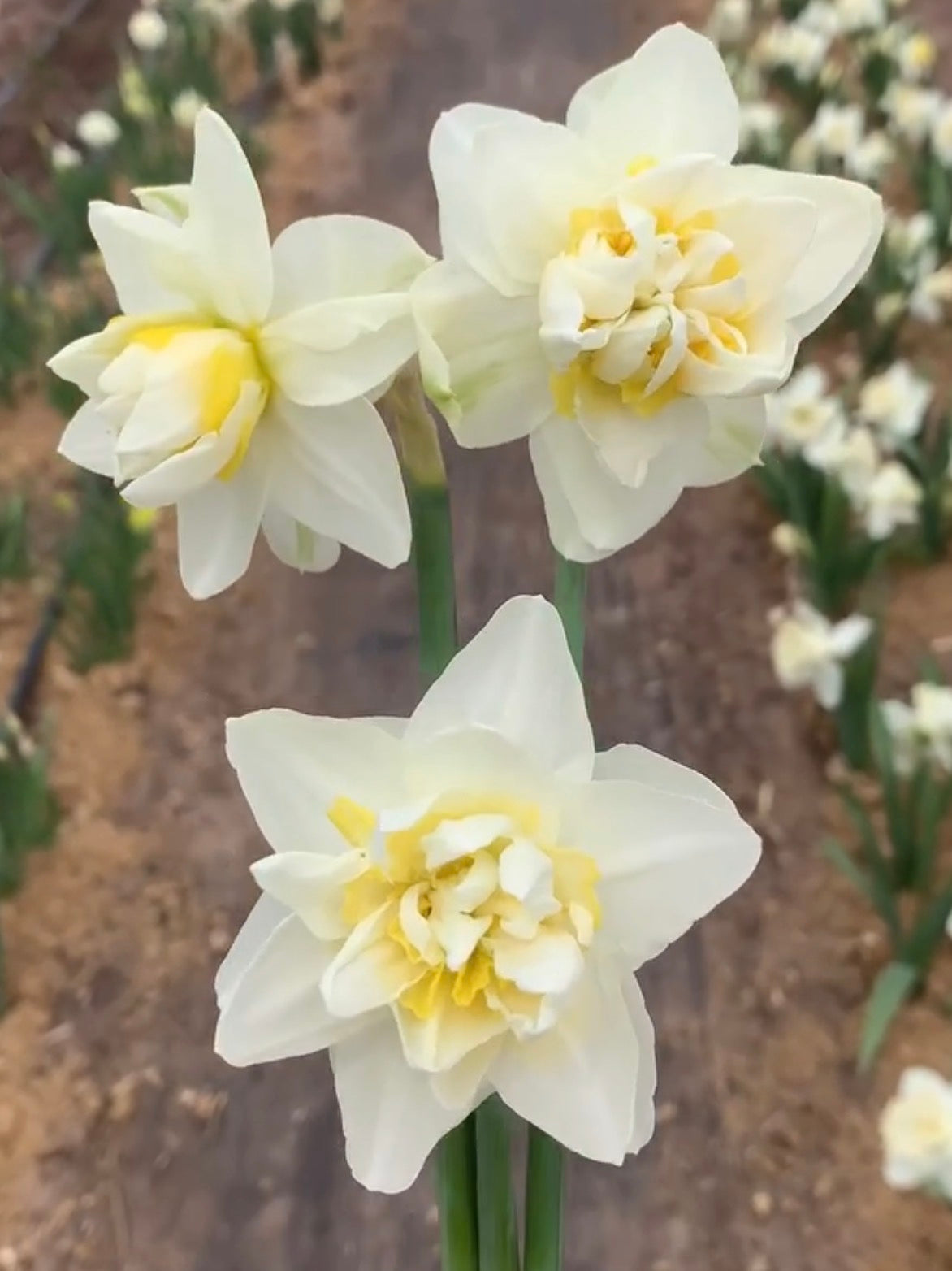 White Lion (10 bulbs)