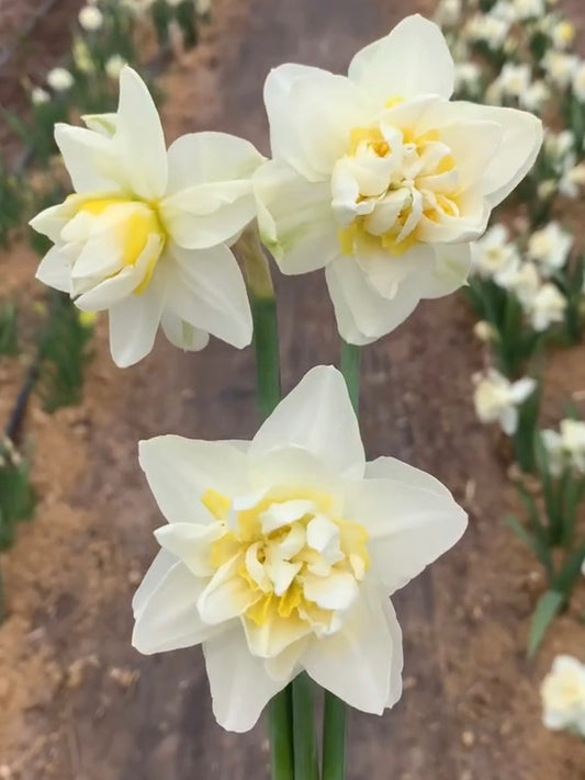 White Lion (10 bulbs)