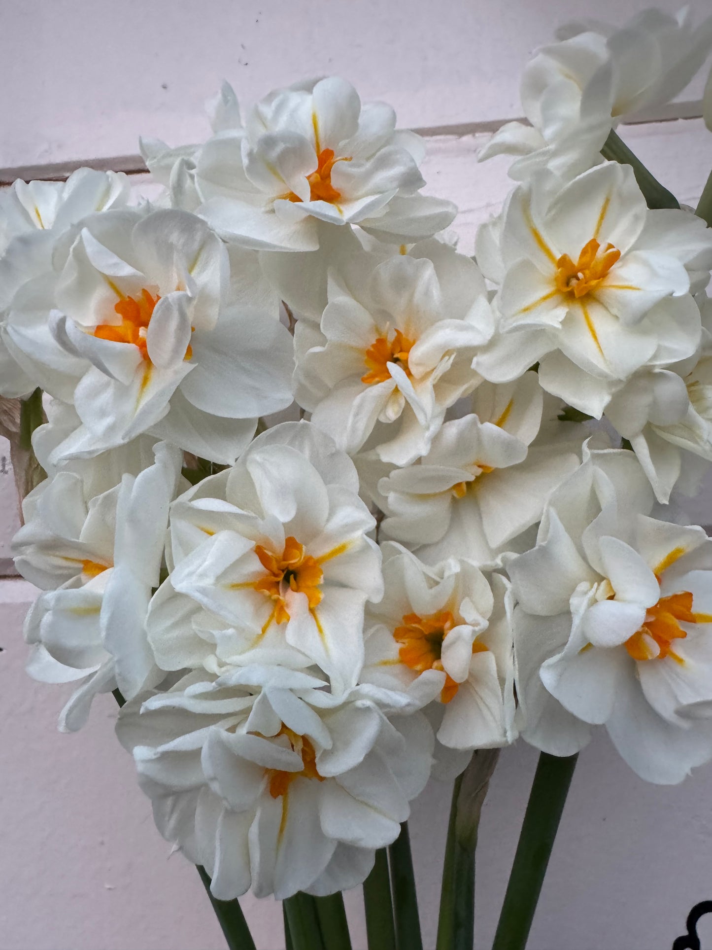 Daffodil - Sir Winston Churchill (10 bulbs)