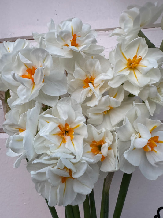 Daffodil - Sir Winston Churchill (10 bulbs)